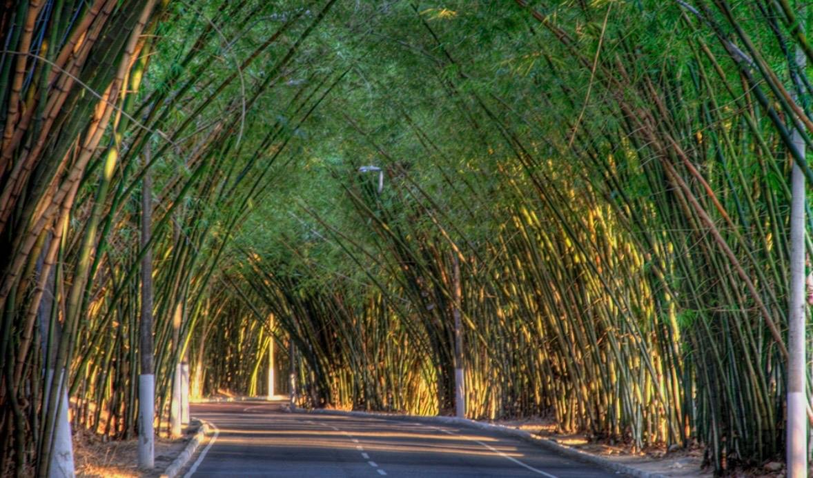 Túnel do Bambuzal